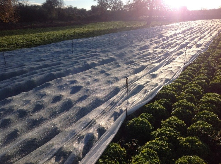 Le coperture Arrigoni sviluppate con un lavoro di ricerca scientifico, proteggono la nostra agricoltura. 