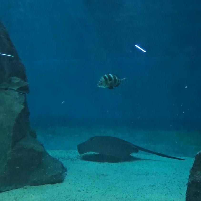 visita Acquario di Genova