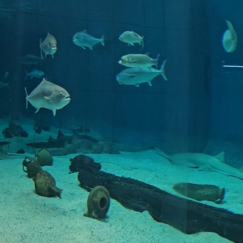 visita Acquario di Genova