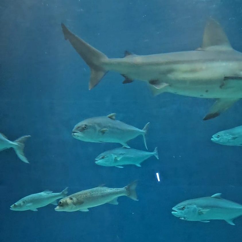 visita Acquario di Genova