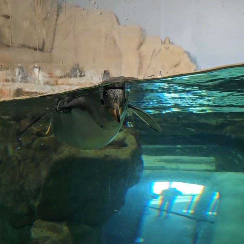 visita Acquario di Genova