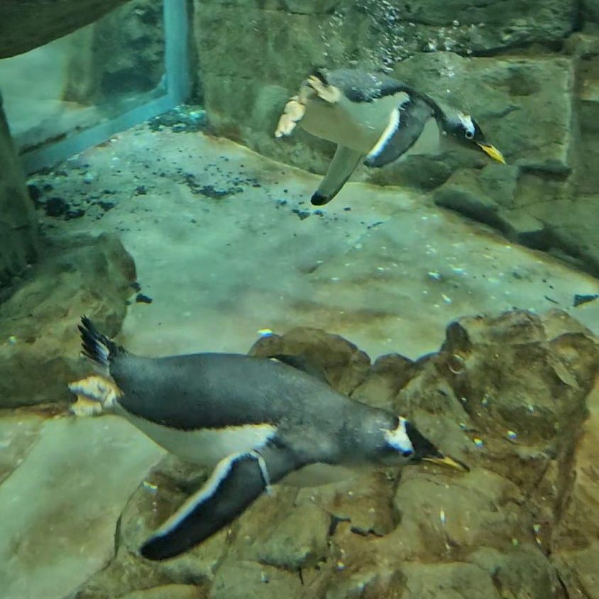 visita Acquario di Genova
