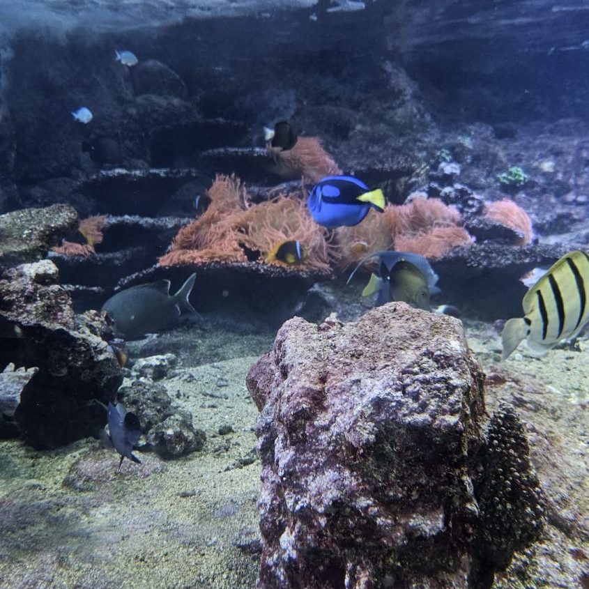 visita Acquario di Genova