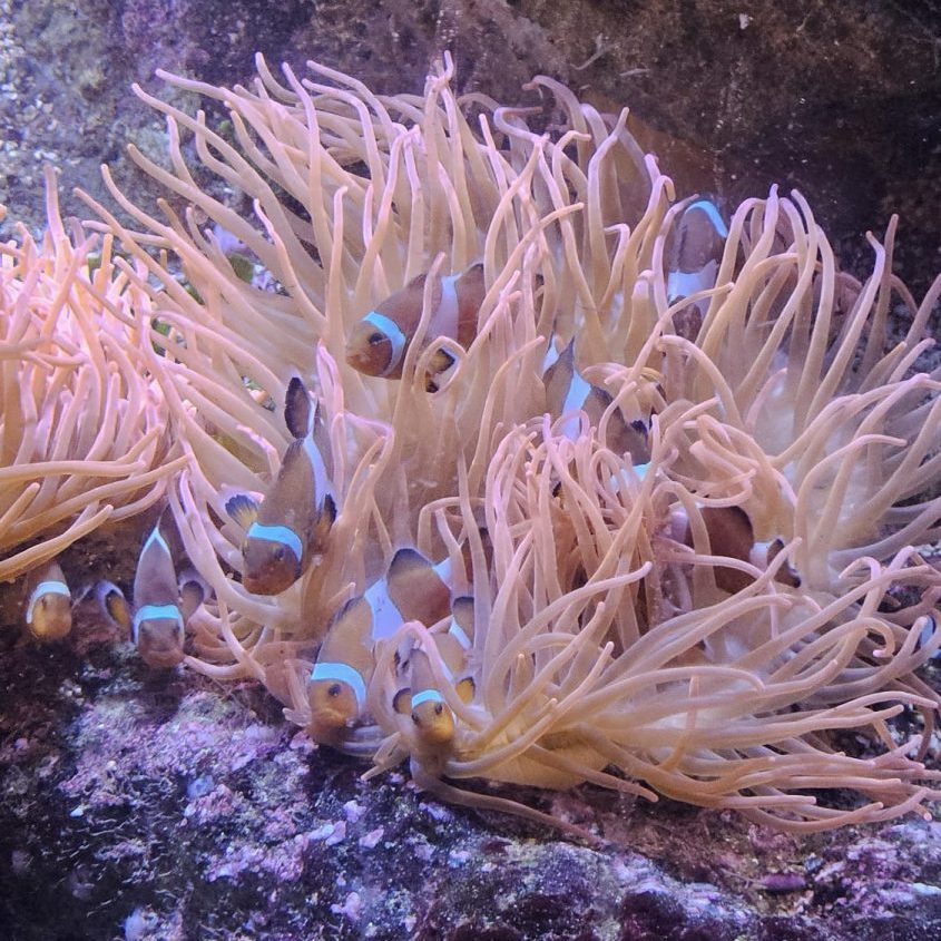 visita Acquario di Genova