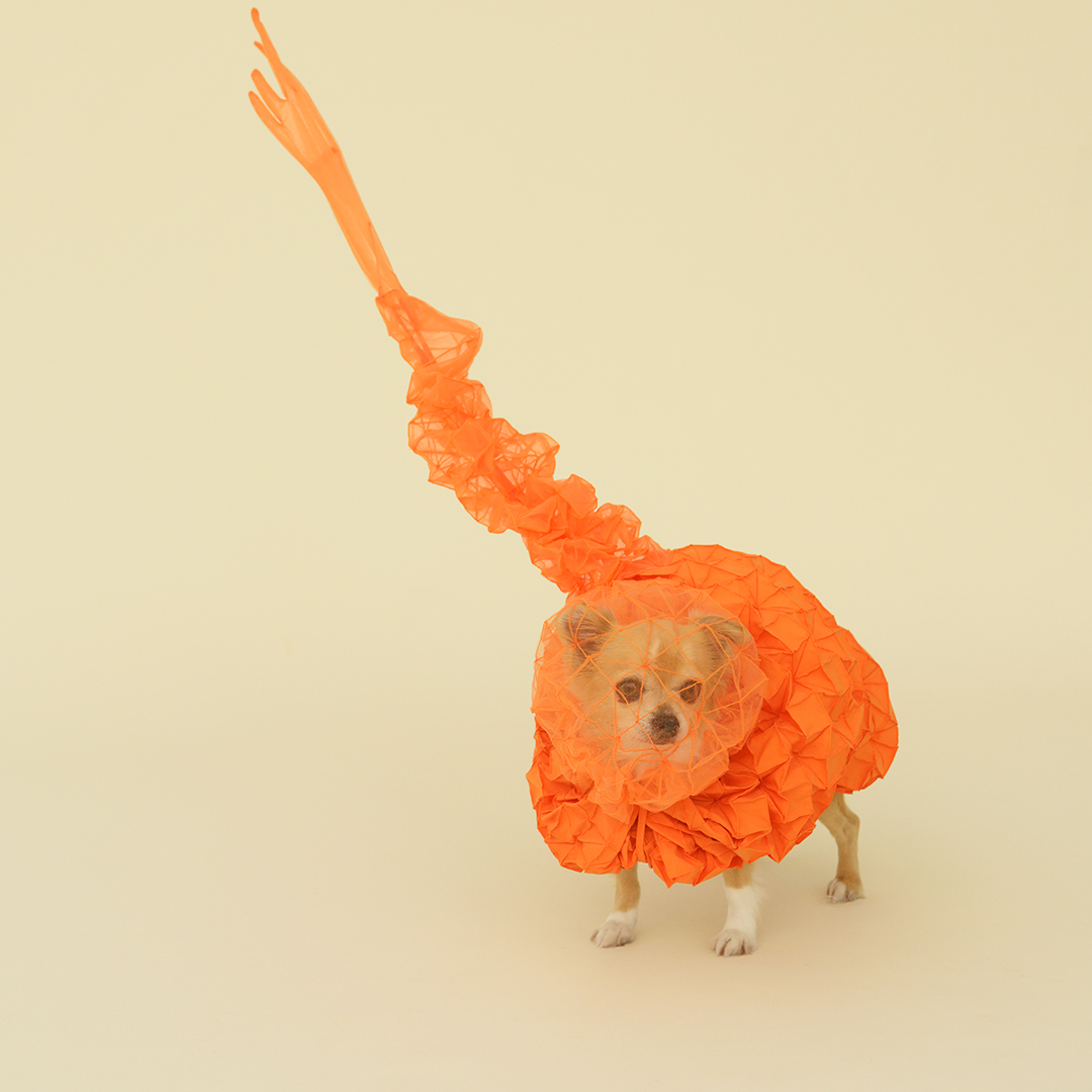 Pet-tecture